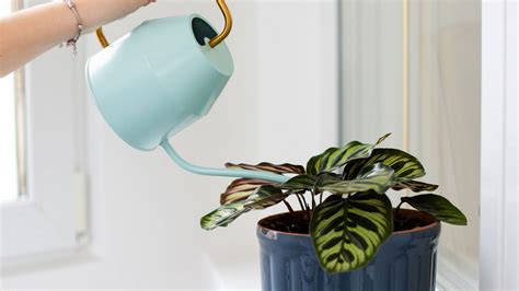 calathea watering test